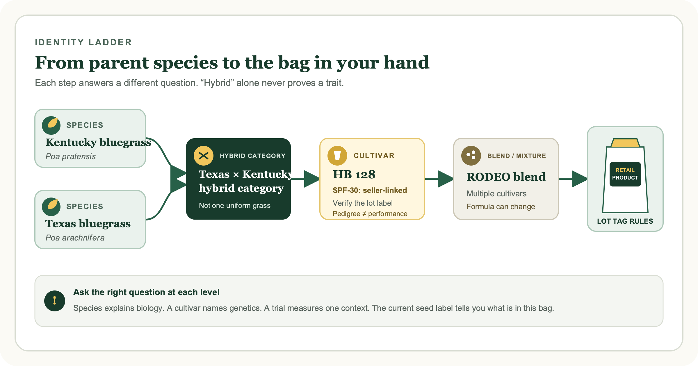 Taxonomy showing Kentucky bluegrass and Texas bluegrass as separate parent species leading to a Texas by Kentucky hybrid category, then SPF-30 or HB 128 as a cultivar, RODEO as a blend, and a retail bag controlled by its lot tag